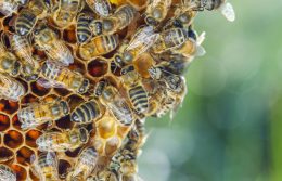 Why Bees Love Fall