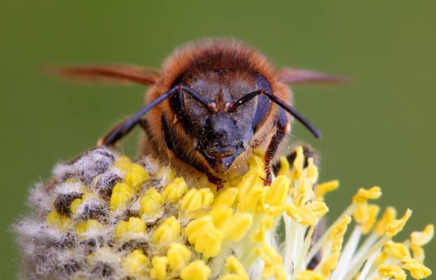 Can You Identify These Different Types of Bees?