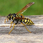 Yellow Jacket