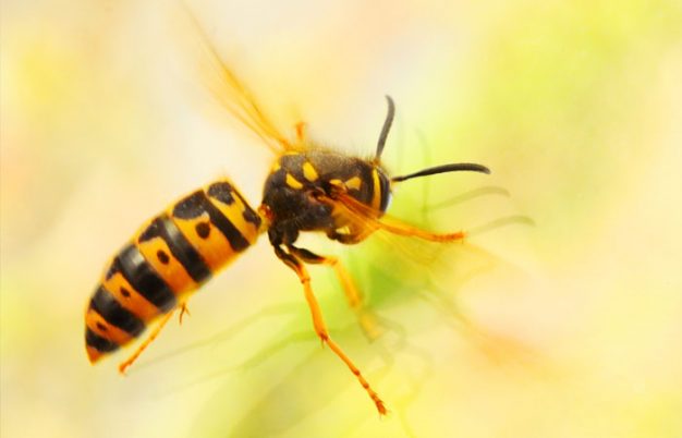 Are Yellow Jackets More Aggressive During Fall?